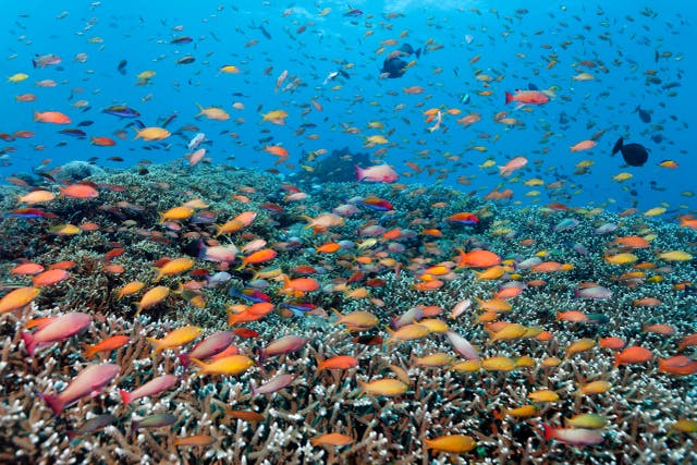 <p>The Great Barrier Reef is home to one of the most diverse lives includig hundreds of fish species  </p>
