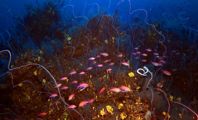 <p>Corals and fish in the underwater lava of the Tajogaite volcano in La Palma</p>