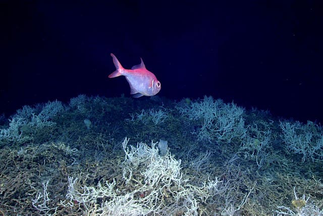 <p>Deep Coral Reef</p>