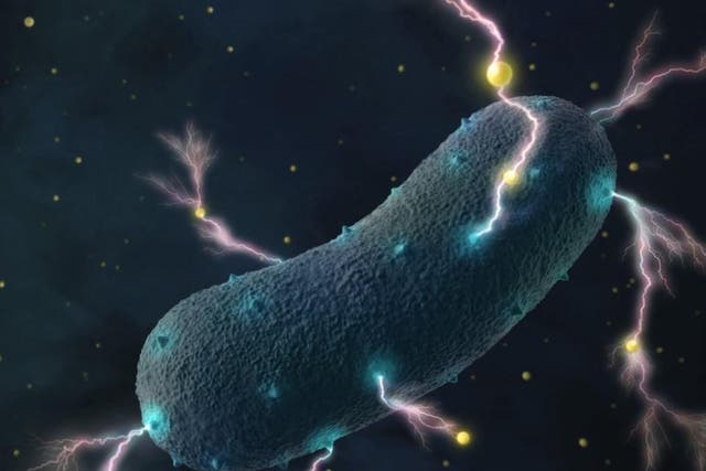 <p>Findings suggest that specific components of the gut microbiome could be used to diagnose autism in the future</p>