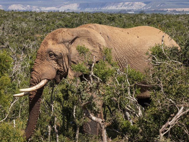 <p>File. An elephant is seen in Addo Elephant National Park in South Africa on 4 April 2023. Representative</p>